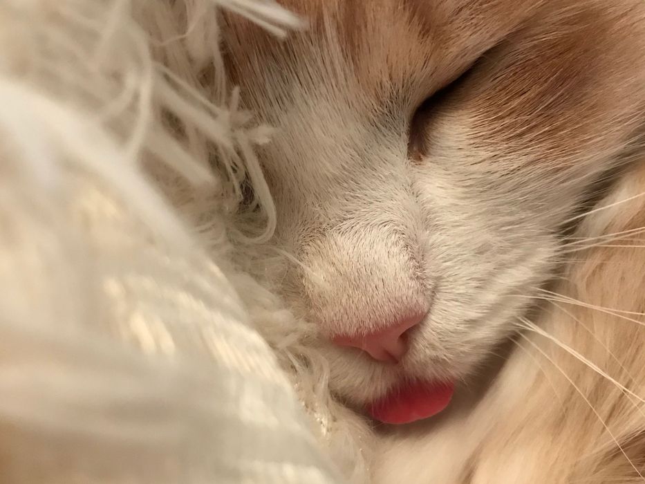 Отдам кота в хорошие руки!