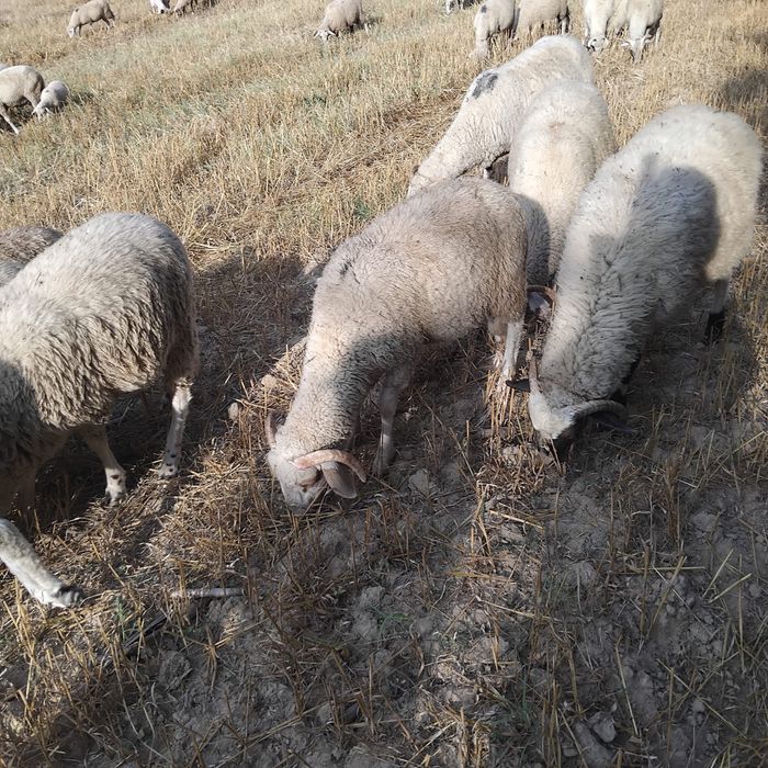 Продавам Агнета