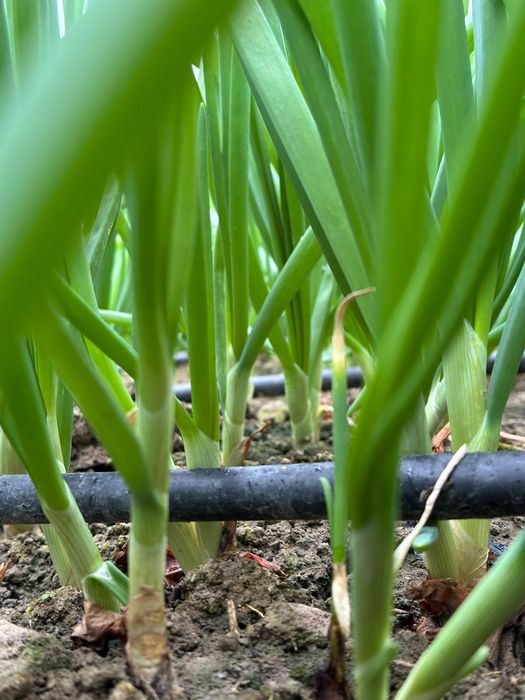 Ceapa verde la kg sau legatura