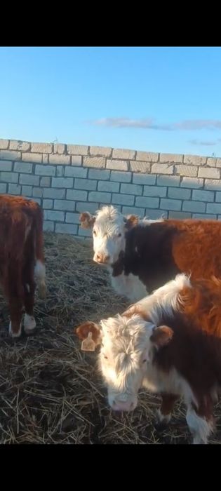 Баспақ қашарлар сатылады