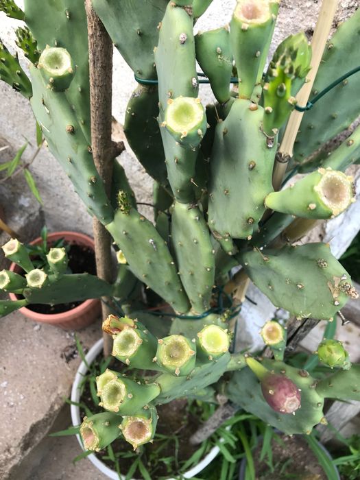 Смокиня индийска два вида, Кактус опунция, Opuntia ficus-indica Etna