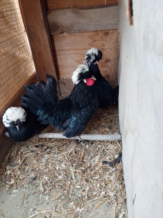 Тауық сатылады..