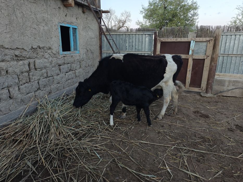 Сауылмалы сиыр сатылады