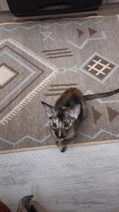 Продам ориентального котенка, девочку