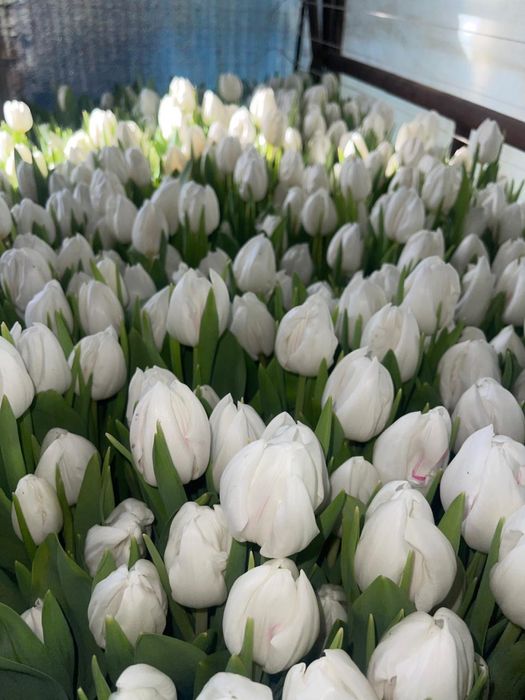 Цветы к 8 марта.