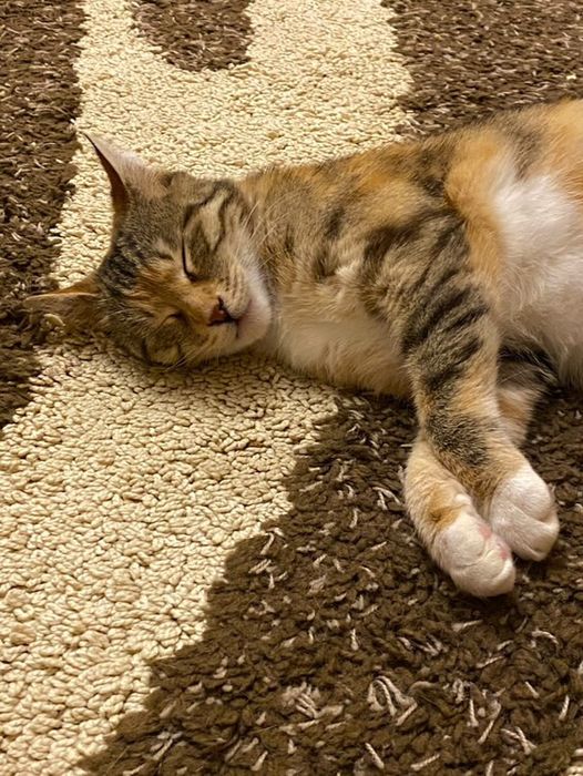 Трицветно женско коте търси дом