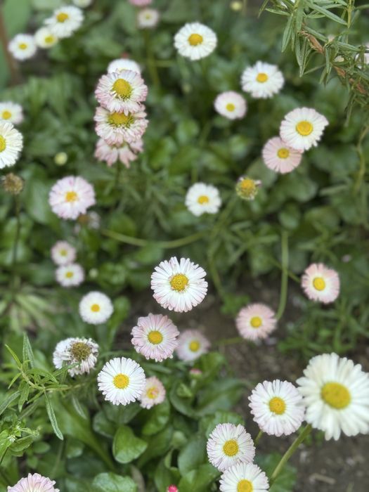 Растения из сада