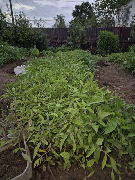 Рассада помидоры домашняя