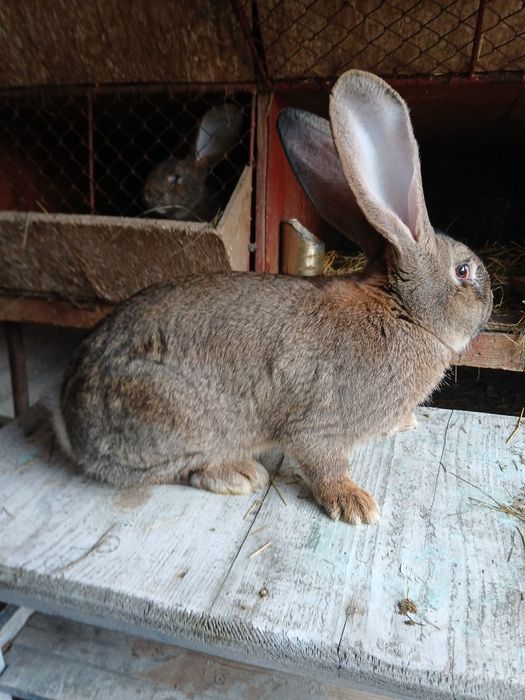 Vând iepuri berbec și uriaș german.
