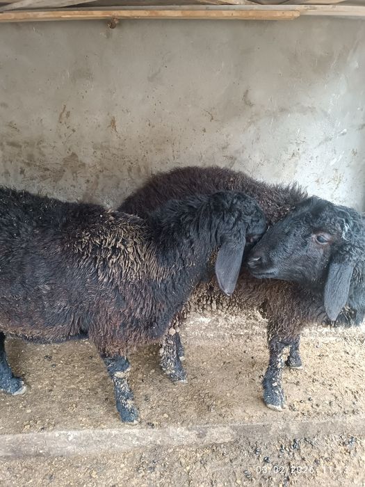 Хонадонда боқилган қўй