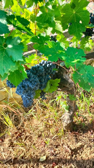 Struguri pt. vin Cabernet Sauvignon