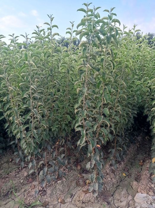 Мевали ва манзарали кучатлар сотилади