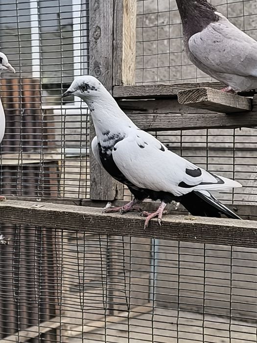 Продаются мрамарные бакинцы