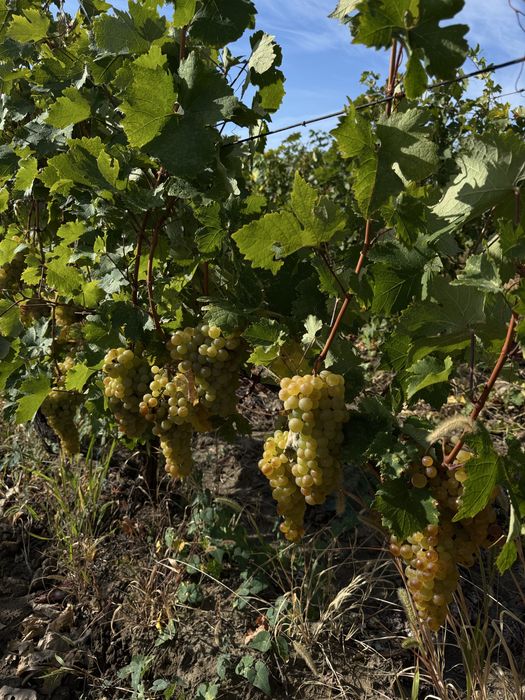 Vând struguri de vin
