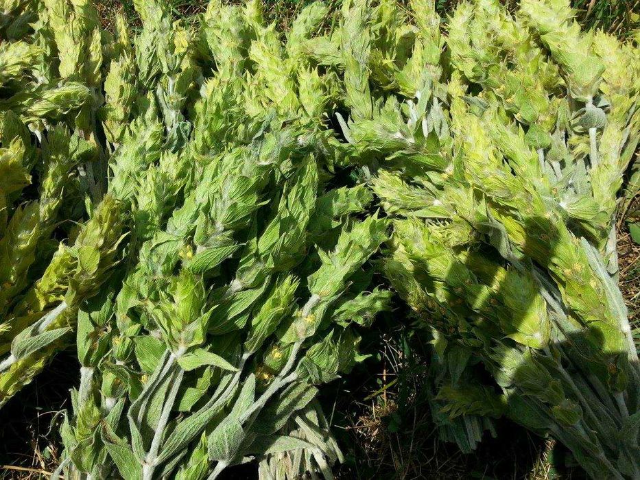 Мурсалски чай – Цена за 1 саксия 5,50лв