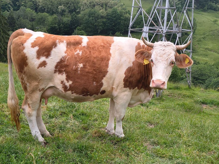 Vaca cu vițel de o săptămână
