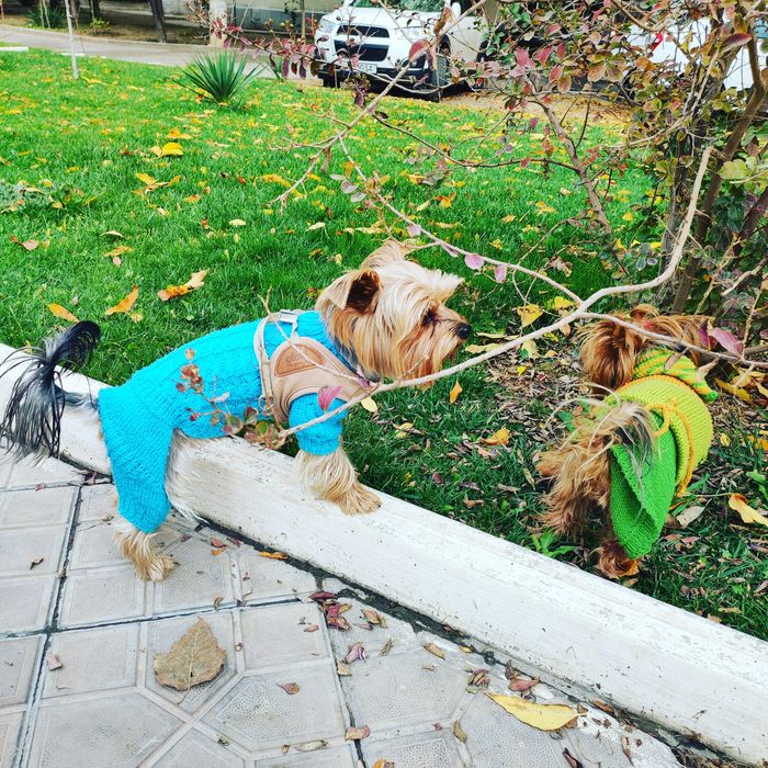 Лакки ищет невесту!