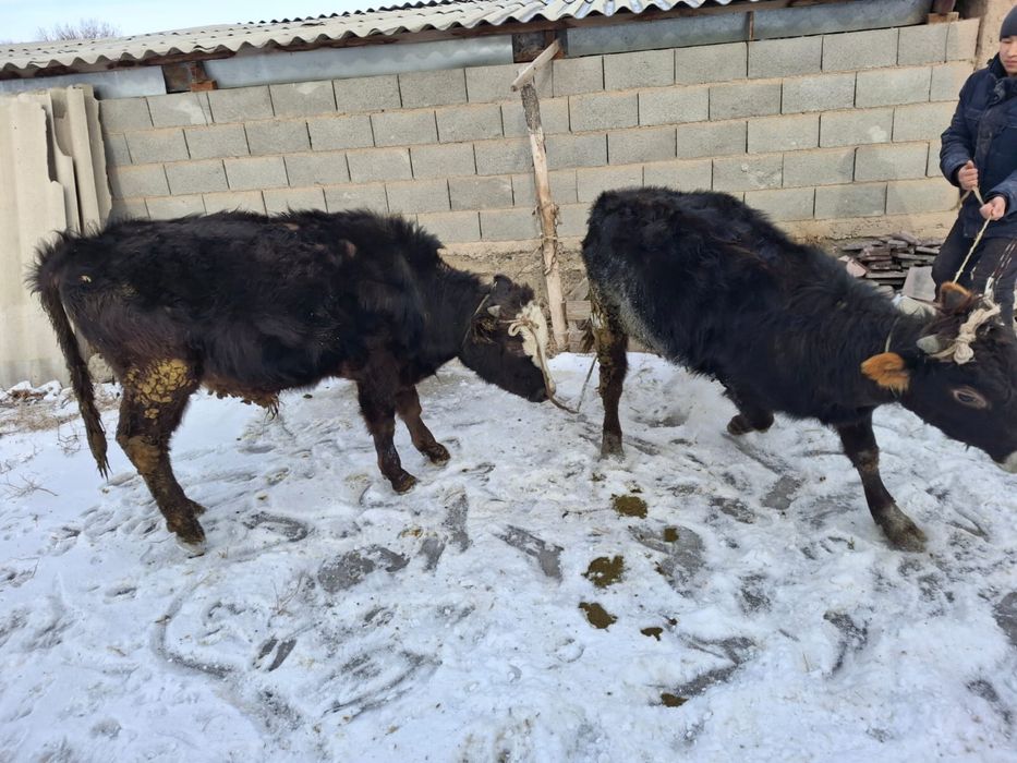 Продам бычков хороших