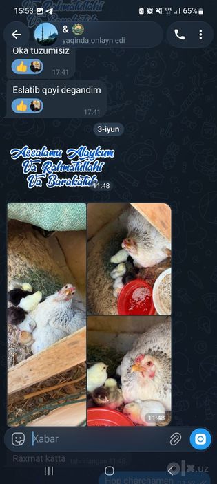Damashniyqora tovuq tuxumi inkubator va istemol uchun