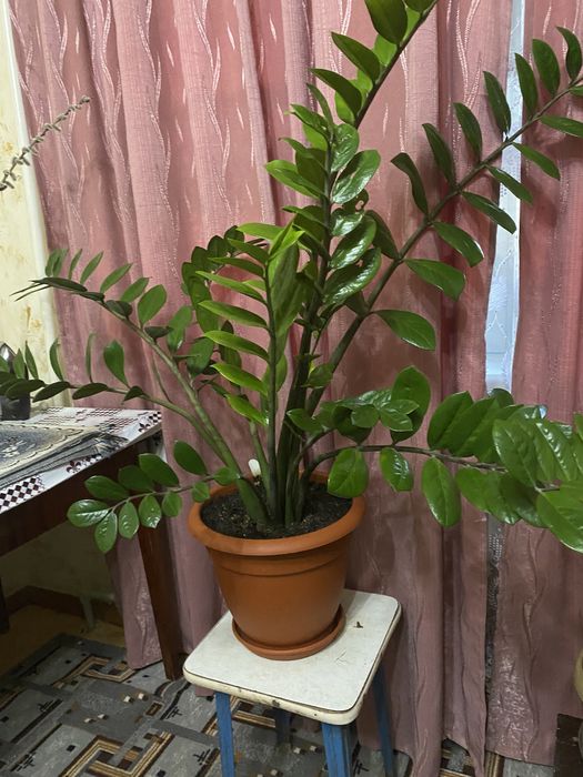 Цветок Замиокулькас