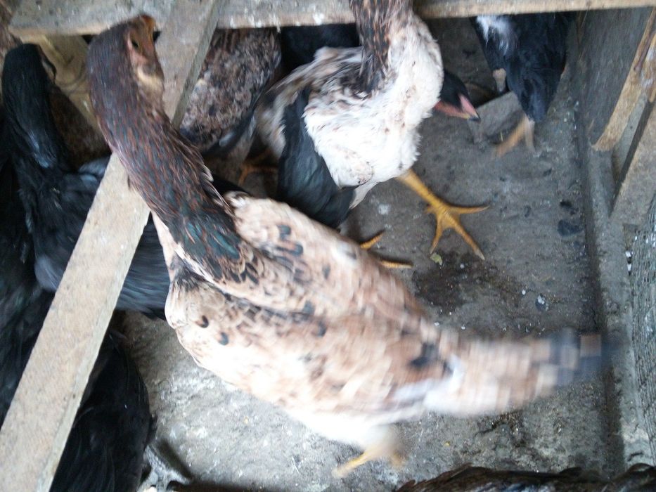 Продам молодых курей породы дакан корея