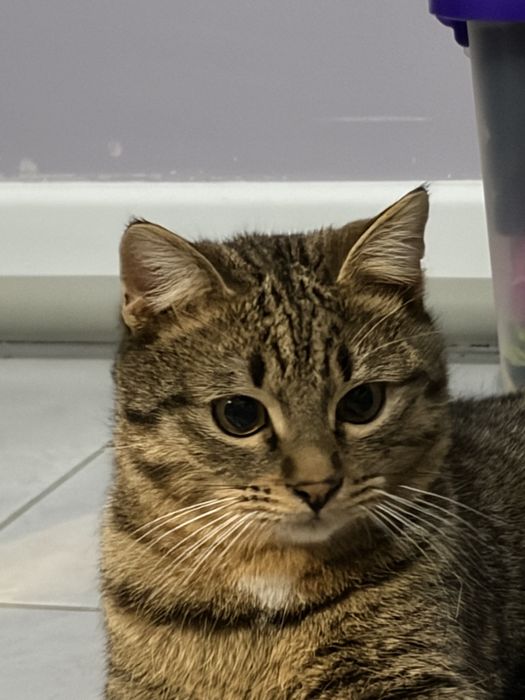 в добрые руки кота