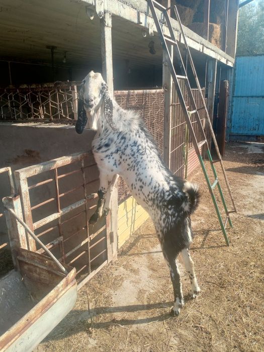 Pokiston Echkisi Sotiladi yoshi 2 yosh erkak.