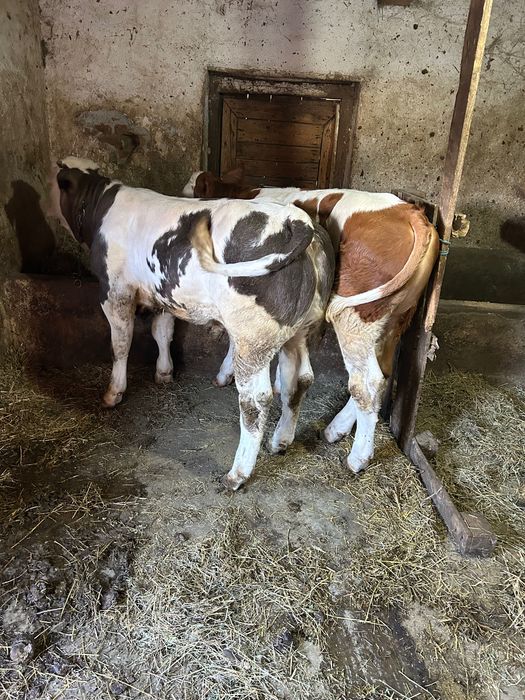 Vitei de carne de vanzare Alba Iulia nr de telefon 0757619803