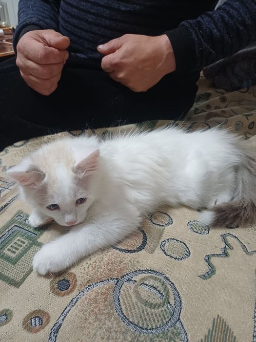 Одам даром котят.