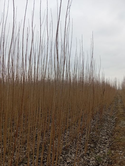 Terak koʻchatlar bor arzon narxlarda  aloqaga chiqarasilar kimga kere