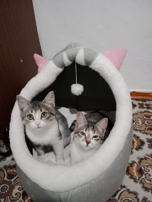 Отдам только в хорошие руки
