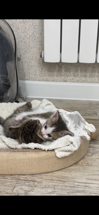 Кошка и котят Бесплатно