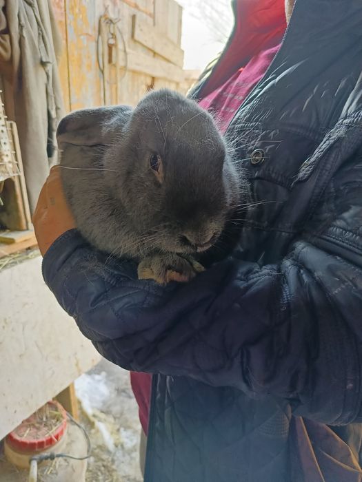 Продается крол породы Великан