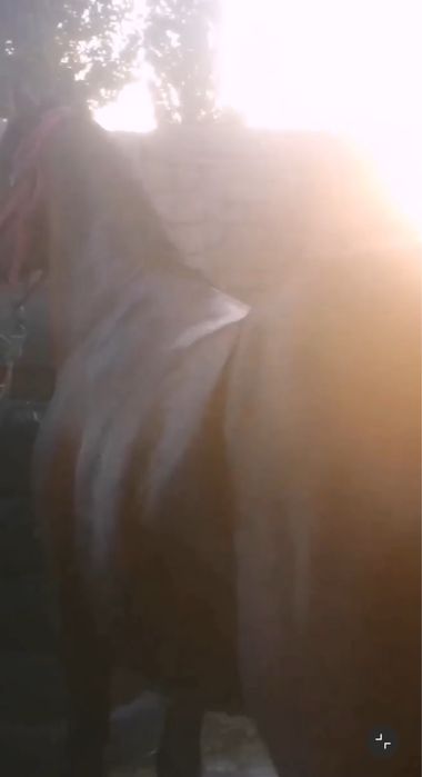 Бапталған айғыр,жылқы