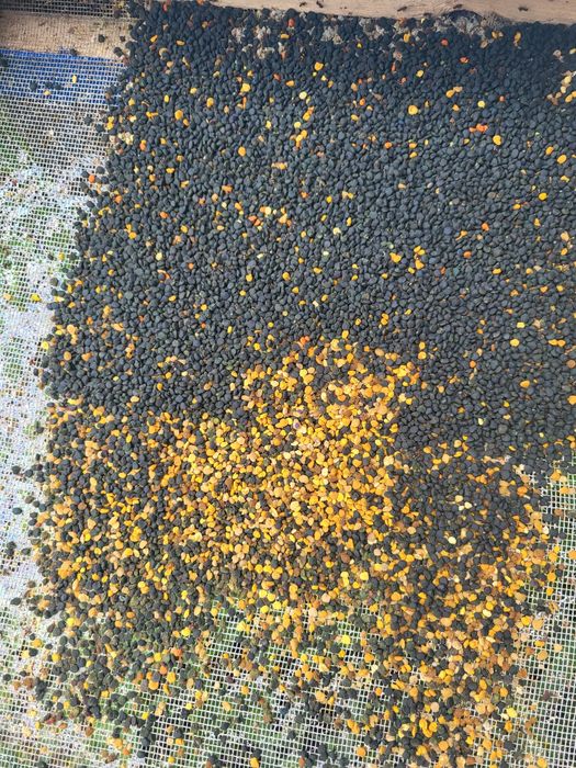 Пчелен прашец, Мед(Билков,Крем-мед,Имуно), Прополис, Тинктура, Свещи 2