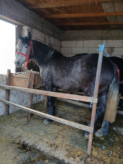 Mânză sură foarte blândă