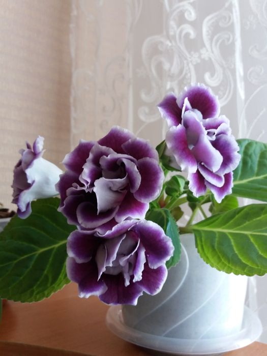 Продам цветы глоксиния