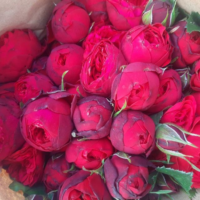 Atirgullar ishonchlik