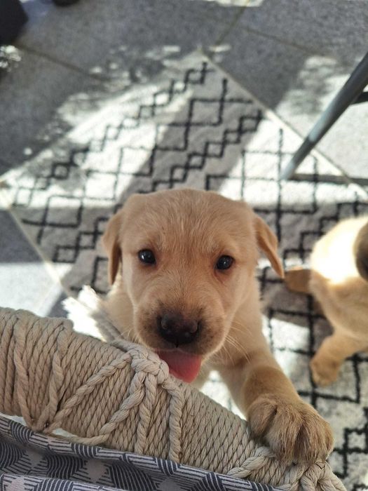 Pui Labrador Retriever