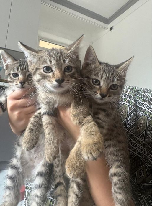 Отдам котят в хорошие руки.