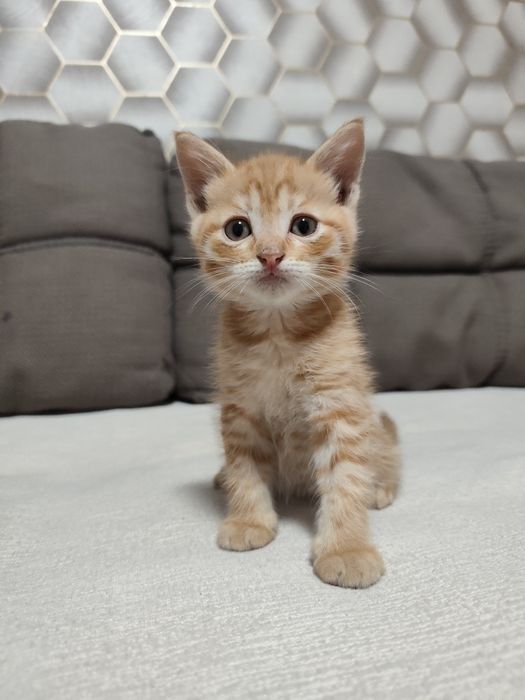 Отдам котят в заботливые руки .