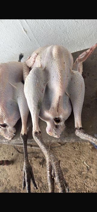 Продам индюки ………