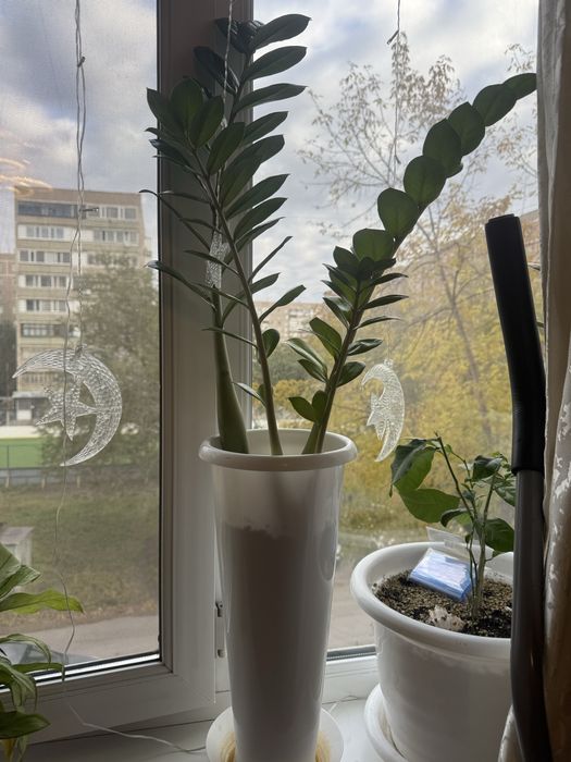 Продам замиокулькас. Без горшка 3000тг.