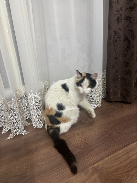 Ищем дом для кошки