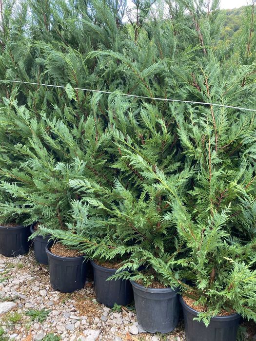 Transformă-ți Curtea cu Leylandii – Calitate Extra și Montaj Inclus