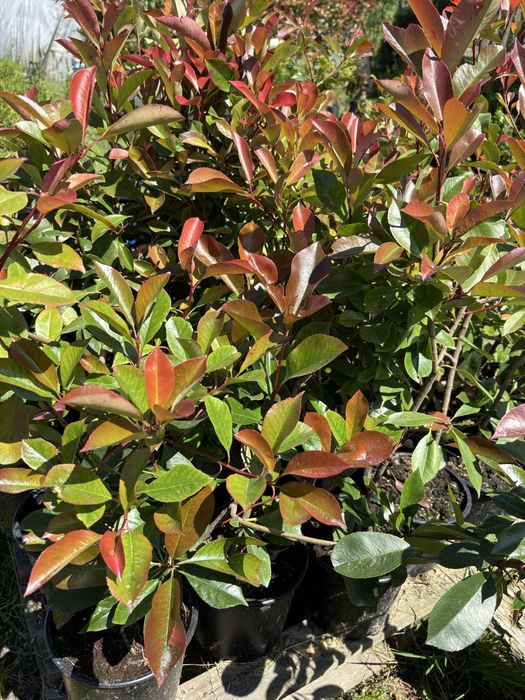 Photinia, Prunus, Iarba albastra, Lonicera