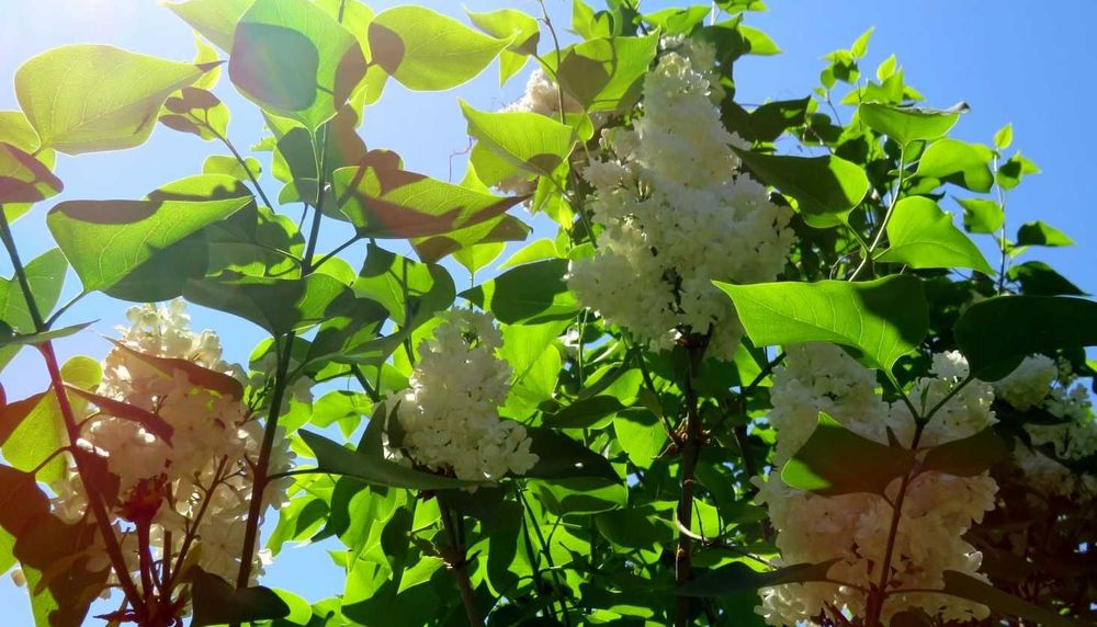 Arbuști de liliac (Syringa Vulgaris)