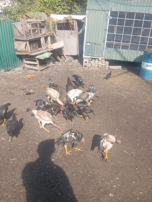 Продам даканов петухов курей