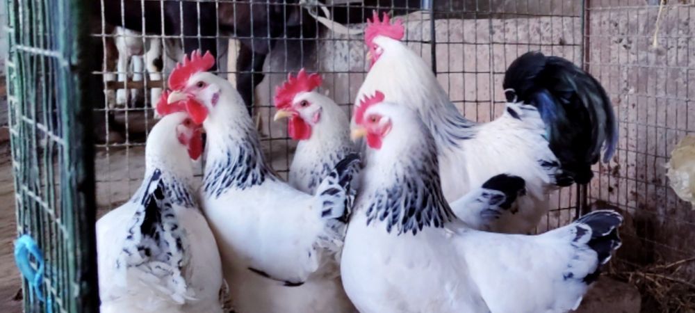 Серебристый Адлер