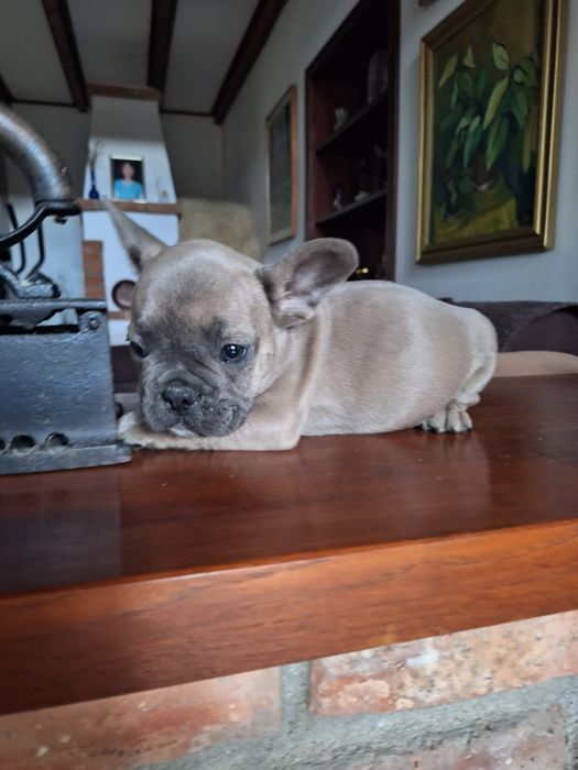 Bulldog francez mascul